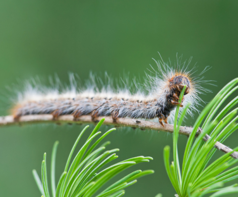 Processionaria del Pino